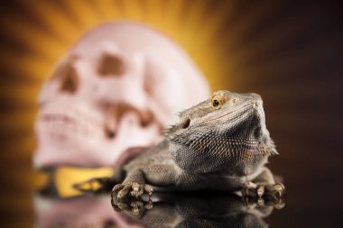 Agama kertenkele ve kafatası 