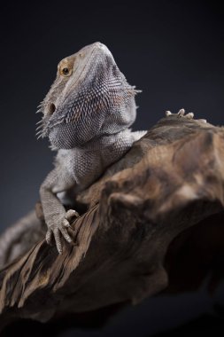 Sakallı agama kertenkele 