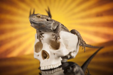 Kertenkele insan kafatası ile