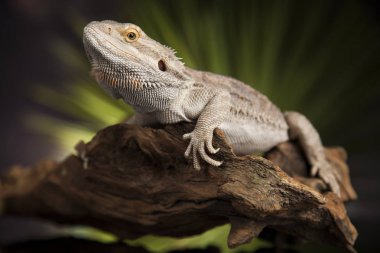 Kök Dragon sakallı 