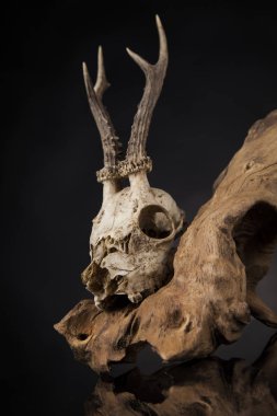 Geyik kafatası yıpranmış