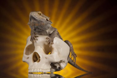 Agama kertenkele ve kafatası 