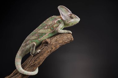 Yeşil bukalemun kertenkele
