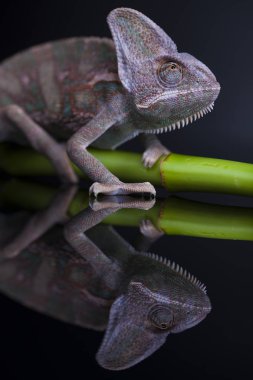 Bambu üzerinde yeşil bukalemun