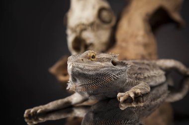 Hayvan kafatası ile Agama kertenkele