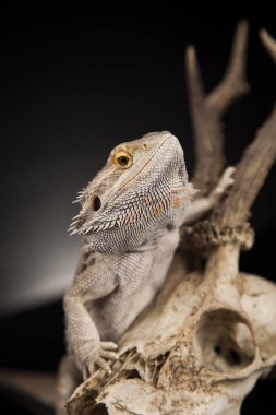 Dragon kertenkele ve kafatası 