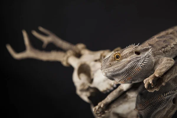 Crâne d'animal avec lézard Agama — Photo