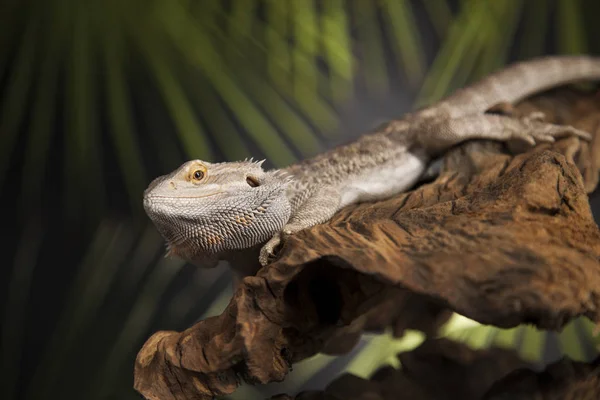 Agama bearded lizard — Stock Photo, Image