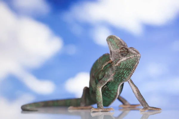 Lagarto verde camaleón — Foto de Stock