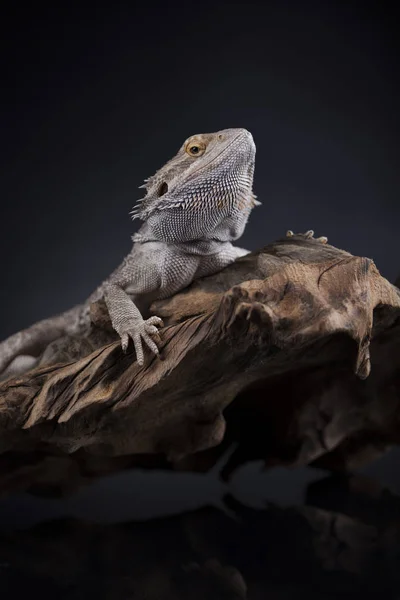 Ящірка бородатий дракон, Agama — стокове фото