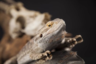 Dragon kertenkele ve kafatası