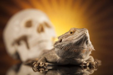 Agama kertenkele ve kafatası 