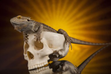 Agama kertenkele ve kafatası 