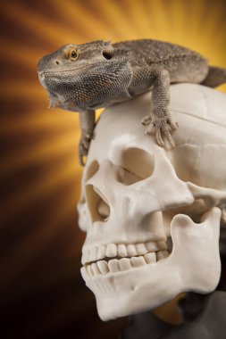 Agama kertenkele ve kafatası 