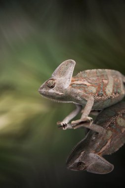 Bukalemun yeşil kertenkele