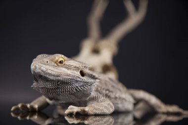 Dragon kertenkele ve kafatası