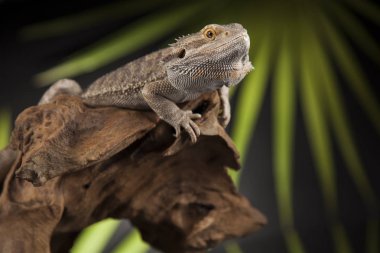 Kök Dragon sakallı 