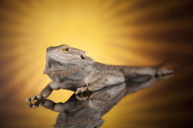 Hayvan kertenkele, sakallı Ejder