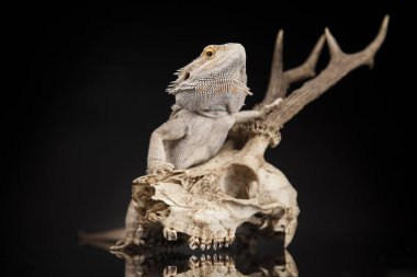 Hayvan kafatası ile Agama kertenkele