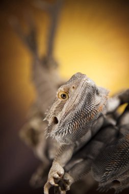 Hayvan kafatası ile Agama kertenkele