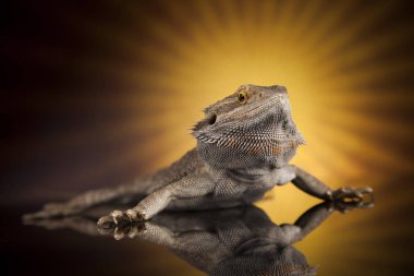 Hayvan kertenkele, sakallı Ejder