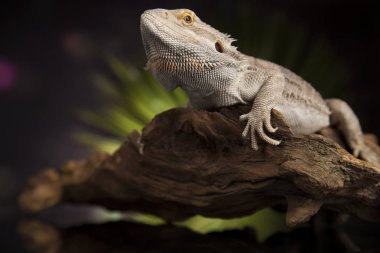 Sakallı agama kertenkele 