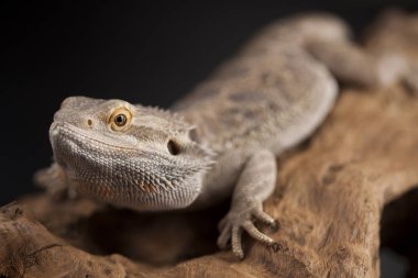 Kertenkele Dragon, Agama sakallı