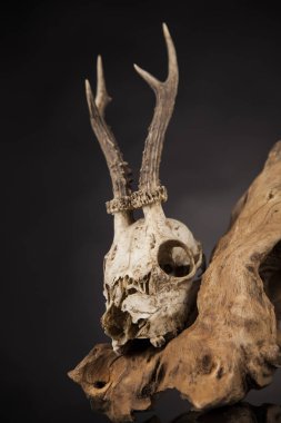 Geyik kafatası yıpranmış