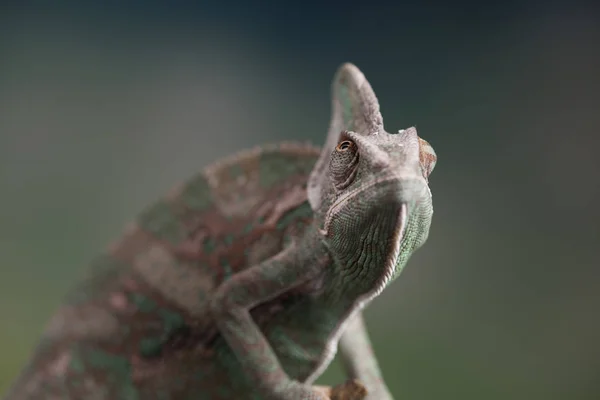 Lagarto camaleón verde — Foto de Stock