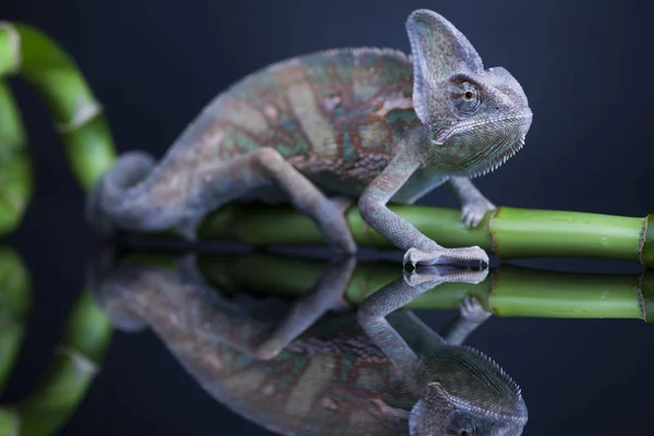 Зелений хамелеон на бамбуку — стокове фото