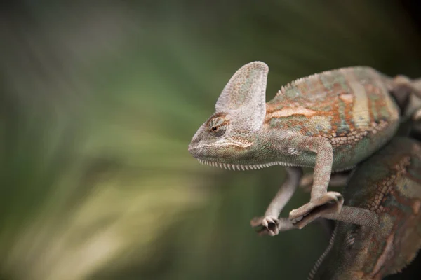 Zelená ještěrka, chameleón — Stock fotografie