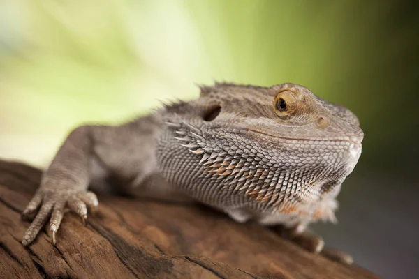 Dragón barbudo raíz — Foto de Stock