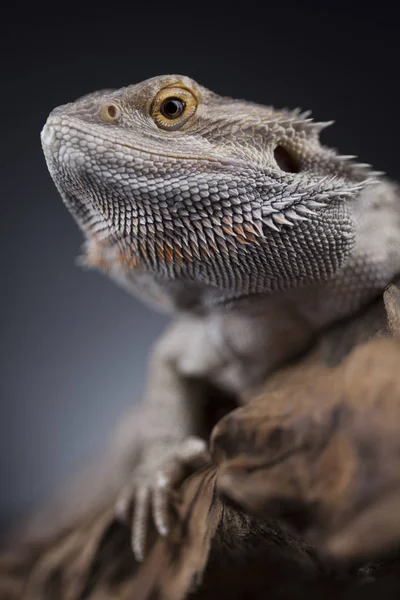 Agama Dragon Lizard — Stock Photo, Image