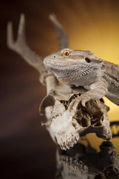 Dragão lagarto e crânio — Fotografia de Stock