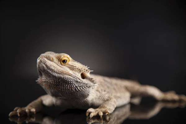 Ящерица бородатый дракон, Агама — стоковое фото