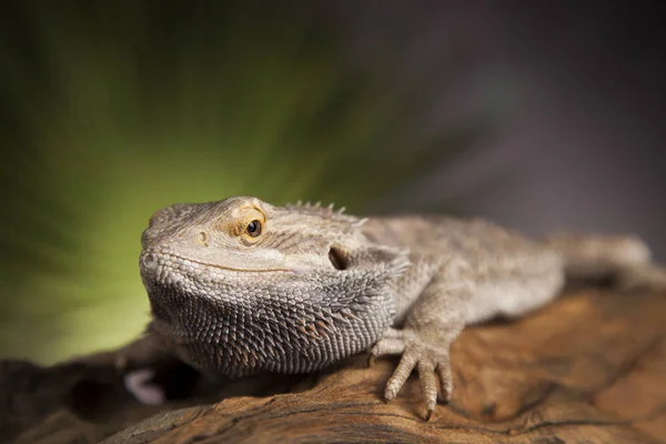 Dragón barbudo raíz — Foto de Stock