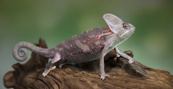 Lagarto camaleón se sienta en la raíz — Foto de Stock