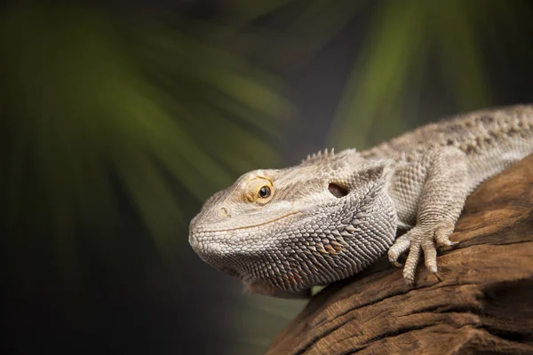 Hayvan kertenkele, sakallı Ejder