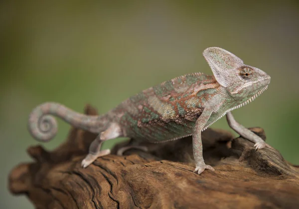 Lagarto camaleón se sienta en la raíz — Foto de Stock