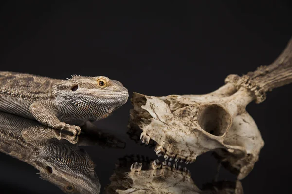 Lézard dragon et crâne — Photo
