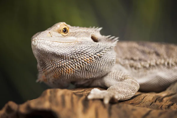 Wurzelbartdrache — Stockfoto