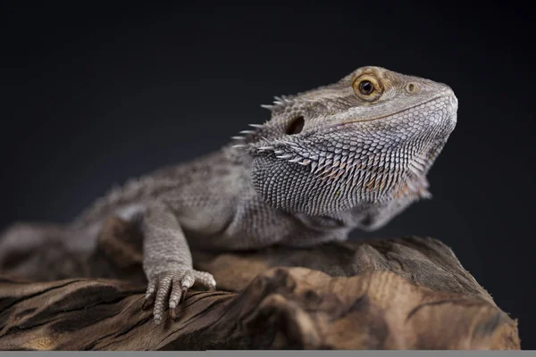 Lagarto de dragão Agama — Fotografia de Stock