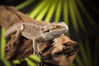 Kök Dragon sakallı