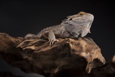 Kertenkele Dragon, Agama sakallı