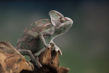 Bukalemun kertenkele kök dizininde oturur
