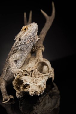 Dragon kertenkele ve kafatası