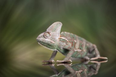 Bukalemun yeşil kertenkele