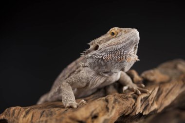 Kertenkele Dragon, Agama sakallı