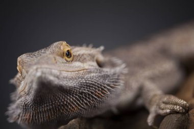 Kertenkele Dragon, Agama sakallı