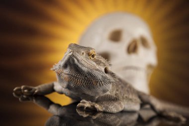 Kafatası ile sakallı agama